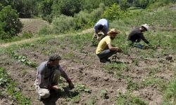 Hakkarili çiftçilere uyarı!  başvurularda son günler!