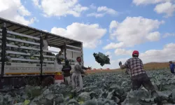 Türkiye'nin beyaz lahana üretiminin yüzde 20'si Niğde'den