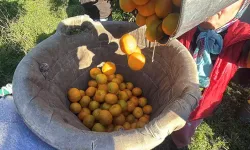 Bodrum mandalinası bahçede 15, markette 100 lira