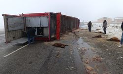 Ağrı'da devrilen tırdaki 10 küçükbaş hayvan telef oldu