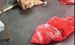 Çöp poşetinde ölü köpek iddiasına ABB’den açıklama