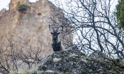 Munzur Vadisi yaban keçileriyle canlandı
