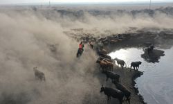 Ağrı Dağı’nın kovboyları yılkı atlarıyla sürü kontrolünde