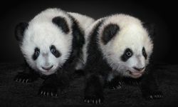 Japonya, 50 yıl sonra pandasız kalacak