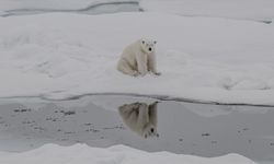 Kutup ayılarının ısınmaya karşı adaptasyon süreci belirlendi