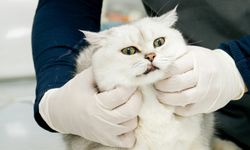 Veteriner Enstitülerine 21 yeni laboratuvar