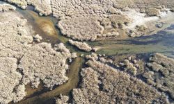 Yağışlarla canlanan Bafa Gölü’nde hayat yeniden yeşerdi