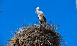 Küresel ısınma leyleklerin yolunu şaşırttı