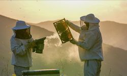 Soğuklar arı kayıplarını artırdı