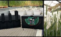 Üniversiteden buğday kökü ölçen cihaz