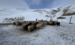 Hakkari’de kar ve soğukta hayvancılık mücadelesi