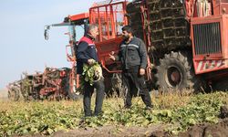 Kars'ta 94 bin ton pancar şekere dönüştürüldü
