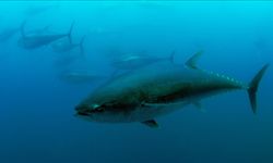 Türkiye’nin Mavi Yüzgeçli Orkinos Kotası Artırıldı