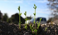 Osmaniye'de 45 hektar alan 7 bin 500 fidanla yeşerecek