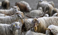 Tiftiğin ekonomiye kazandırılması için destek hamlesi