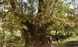 10 bin 503 anıt ağaç koruma altında