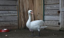 Göç yolunda bitkin düşen kuğu kurtarıldı