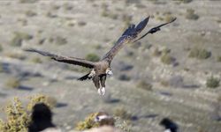 Bolu istasyonunda akbaba izleri takip ediliyor