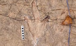 Bolivya’da 16 Bin 600 Dinozor Ayak İzi Belgelendi