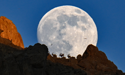 Yaban keçileri dolunayla birlikte görüntülendi