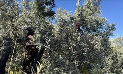 45 yıldır geleneksel yöntemle zeytinyağı üretiyorlar