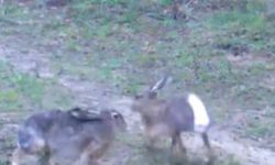 Yaban tavşanları fotopakana yansıdı