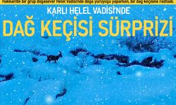 Karlı Helel Vadisi’nde dağ keçisi sürprizi