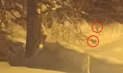 Otluca Köyünde kurt sürüsü görüldü