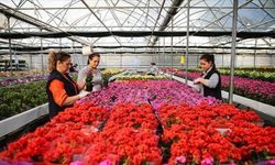 Yılbaşı öncesinde çiçekçilerde hareketlilik yaşanıyor