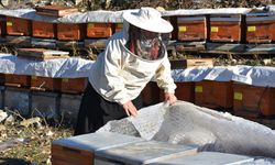 Şırnaklı kadın arıcılıkla 5 çocuğunu üniversiteli yaptı