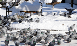 Sokaktaki güvercinleri 20 yıldır besliyor