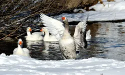 Dondurucu soğukta kazların dere keyfi