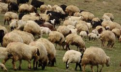 Yüz binlerce koyun ve keçi itlaf edildi