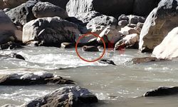 Hakkari  Zap Suyunda Su Samuru görüntülendi