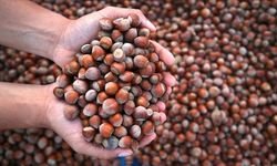 Kar fındıkta soğuklama sürecine katkı sağladı