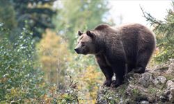 Japonya ayı saldırılarına karşı yapay zekaya geçti