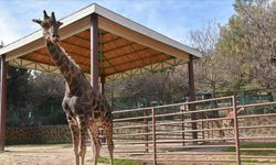 Doğal Yaşam Parkı'nın simgelerinden zürafa "Şakir" öldü