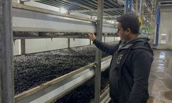 Devlet destekli tesiste elektrik ve mantar üretimi