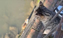 Anne kedi, çaya düşen yavrusu için yardım bekledi