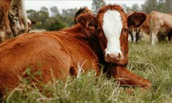 Damızlık hayvan kullanımına yönelik esaslar belirlendi