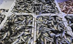 Trabzon’da hamsi ve istavrit 100 lira