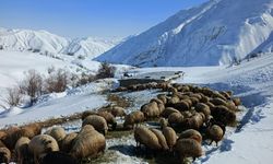 Hakkari’de besicilerin zorlu kış mesaisi sürüyor