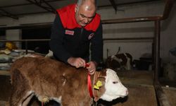 Yeni yılın ilk dakikalarında doğan buzağıya altın takıldı