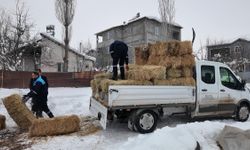 Sokak hayvanlarına sahip çıkan besiciye yem desteği