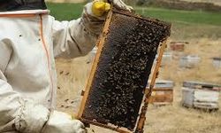 Bakanlık X hesabından paylaştı: Hakkari’de kadın eliyle 1 ton bal