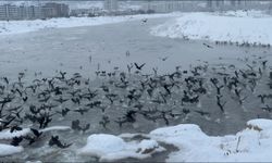 Kızılırmak'ta 'karabatak' şöleni