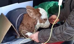 Buzağıya otomobilin bagajında serum tedavisi