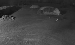 Köye inen kurtlar köpeği avladı