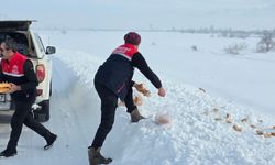 Hakkari’de sokak hayvanları unutulmadı