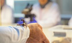 Hibe edilen akrepler araştırmalarda kullanılacak